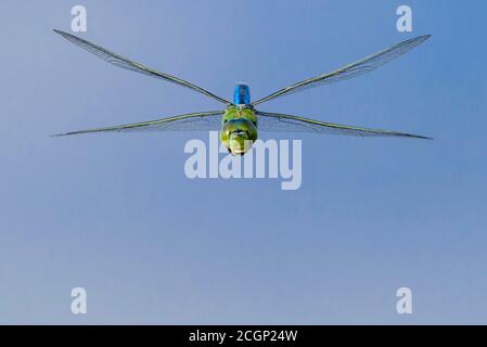 Kaiserdragonfly (Anax Imperator) im Flug am Goldenstedter Moor, Goldenstedt, Niedersachsen, Deutschland Stockfoto