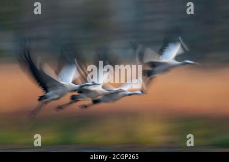 Kraniche (grus grus) am Herbstruhestart am Tierhaus, Vogelzug, Zugvogel, Oldenburger Münsterland, Niedersachsen, Deutschland Stockfoto