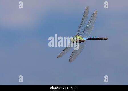 Kaiserdragonfly (Anax Imperator) im Flug am Goldenstedter Moor, Niedersachsen, Deutschland Stockfoto