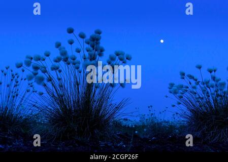 Obstgras im Frühjahr im Moor zur blauen Stunde mit Mondschein, Hasen-Schwanz-Baumwollgras (Eriophorum vaginatum), Oldenburger Stockfoto