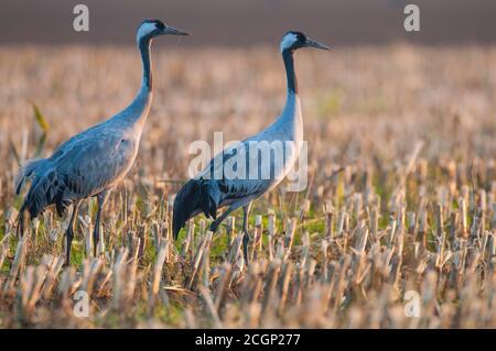 Kraniche (grus grus) ruhen im Herbst auf dem Stoppelfeld, Zugvogel, Oldenburger Münsterland, Niedersachsen, Deutschland Stockfoto