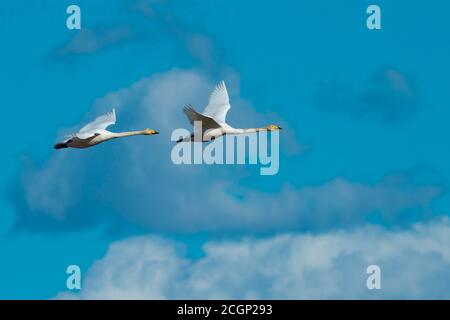 Fliegende Singschwäne (Cygnus cygnus) vor blauem Himmel, Tierpaar, Zugvogel, Vaestergoetland, Schweden Stockfoto