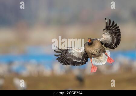 Fliegende Greylag-Gans (anser anser) auf Annäherung, Zugvogel, Vaestergoetland, Schweden Stockfoto