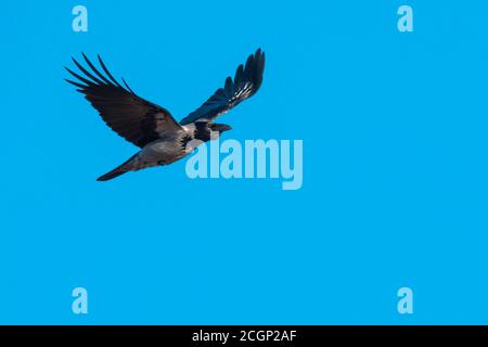 Hooded Crow (Corvus Corone) fliegt vor blauem Himmel, Vaestergoetland, Schweden Stockfoto