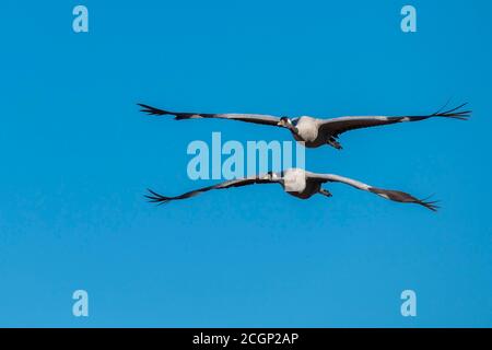 Zwei Kraniche (grus grus) fliegen vor blauem Himmel, parallel, Zugvogel, Vaestergoetland, Schweden Stockfoto