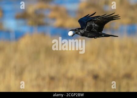 Rabe (Corvus corax) fliegt mit einem gestohlenen Vogelei der Graugans, Eierdieb, Vaestergoetland, Schweden Stockfoto