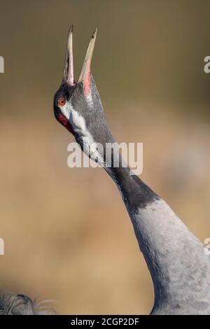 Portrait, Kranruf (grus grus), Trompetenruf, Vaestergoetland, Schweden Stockfoto