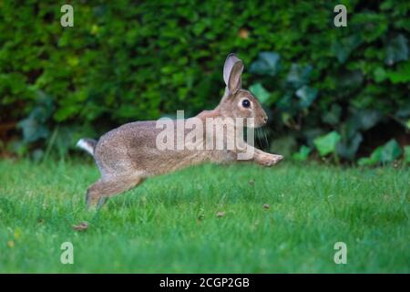 Europäischer Hase (Oryctolagus cuniculus) auf einer Wiese, Niedersachsen, Deutschland Stockfoto