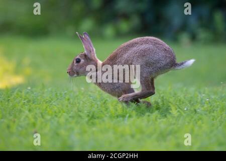 Europäischer Hase (Oryctolagus cuniculus) auf einer Wiese, Niedersachsen, Deutschland Stockfoto