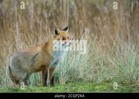 Fuchs (Vulpes vulpes) im Wintermantel, Rotfuchs, Fellpflege, Zandvoort, Niederlande Stockfoto