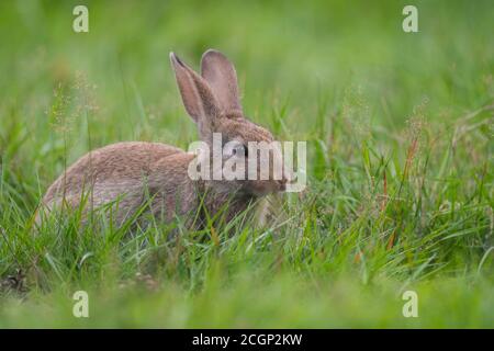 Europäisches Kaninchen (Oryctolagus cuniculus) auf einer Wiese, Niedersachsen, Deutschland Stockfoto