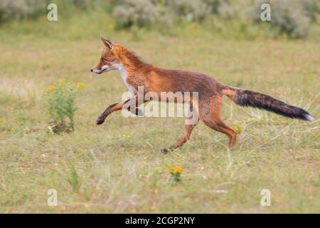 Rotfuchs (Vulpes vulpes) läuft über eine Wiese, Niederlande Stockfoto