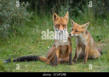 Rotfüchse (Vulpes vulpes), Mutter mit Jungen, nebeneinander sitzend, Jungfuchs, Niederlande Stockfoto