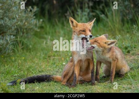 Rotfüchse (Vulpes vulpes), Mutter mit Jungen, nebeneinander sitzend, Jungfuchs, Niederlande Stockfoto