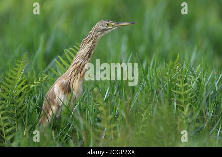 Squacco Reiher (ardeola ralloides), Futtersuche, Mabamba Swamp, Uganda Stockfoto