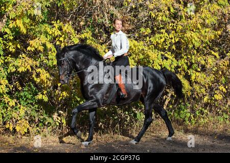 Reiterin galoppieren weißen arabischen Pferd den Weg hinunter in Der Herbstabend Stockfoto