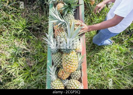 Arbeiter, der Ananas auf ein Förderband legt, Costa Rica Stockfoto