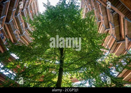 Baumkronenwanderung mit Kupferbuche (Fagus sylvatica), Prora, Mecklenburg-Vorpommern, Deutschland Stockfoto