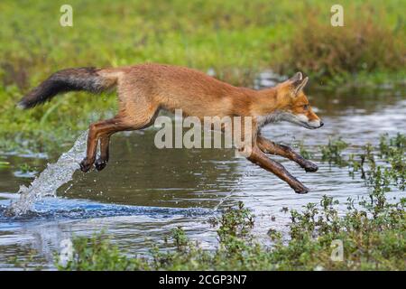 Rotfuchs (Vulpes vulpes) springt über einen Wasserkörper, springen, Aktion, Niederlande Stockfoto