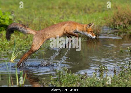 Rotfuchs (Vulpes vulpes), Jungtier springt über Wasser, Sprung, Aktion, Niederlande Stockfoto