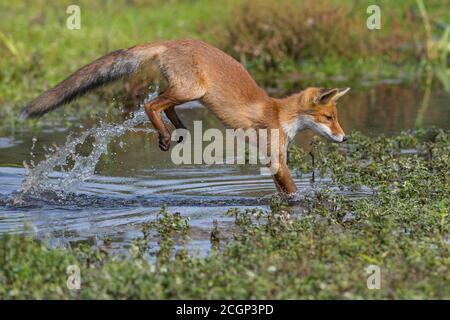 Rotfuchs (Vulpes vulpes), Jungtier springt über Wasser, Sprung, Aktion, Niederlande Stockfoto