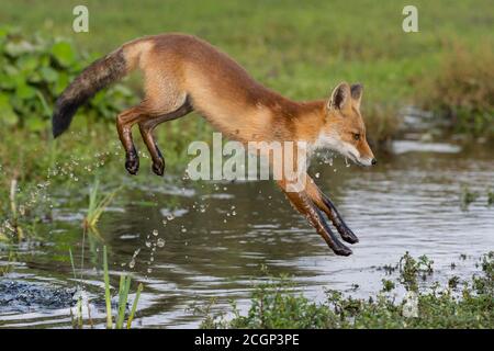 Rotfuchs (Vulpes vulpes) springt über Gewässer, Niederlande Stockfoto