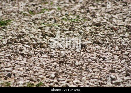 Kiesstruktur. Kleine Steine, Kieselsteine in vielen Grautönen. Struktur aus zerkleinertem Granit. Straße aus Steinen. Stockfoto