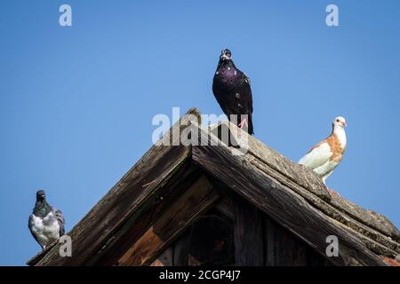 Drei Tauben auf dem Dach - Österreichische Tauben züchten den Altösterreichischen Tumbler, Waldviertel Cropper Pigeon und Ganselkröpfer Stockfoto