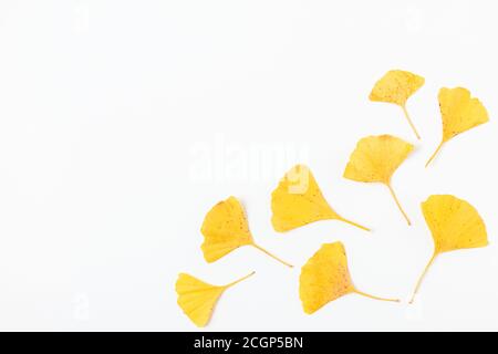 Gelbe Herbstblätter von Gingko biloba isoliert auf weißem Hintergrund. Herbstkomposition. Flach liegend. Draufsicht mit Kopierraum Stockfoto