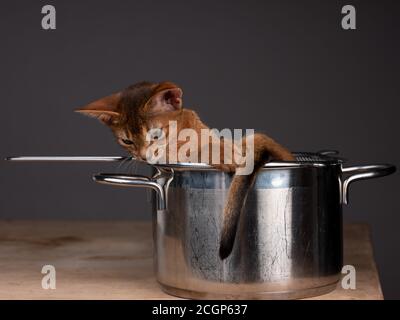 Studio Cat Portrait des jungen Abessinier Kätzchen beim Kochen entspannen Topf Stockfoto