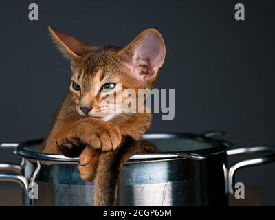 Studio Cat Portrait des jungen Abessinier Kätzchen beim Kochen entspannen Topf Stockfoto