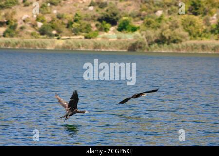 Kormoran im Flug über Wasser Stockfoto