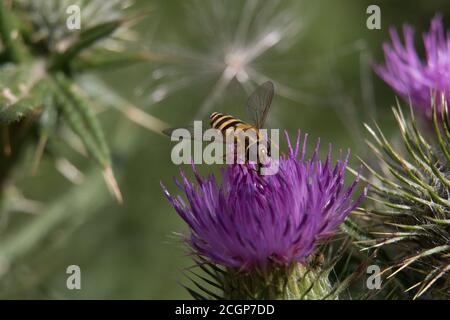 Gelb und schwarz gestreifte Schwebfliege oder Blumenfliege, Syrphus ribesii, auf einer violetten Distelblüte, weibliche Nahaufnahme, oben, diffuser Hintergrund Stockfoto