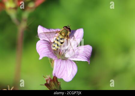 Gelb und schwarz gestreifte männliche Schwebfliege oder Blumenfliege, Syrphus ribesii, auf einer rosa Kranzschnabel Blume, Nahaufnahme, oben, grüner diffuser Hintergrund Stockfoto