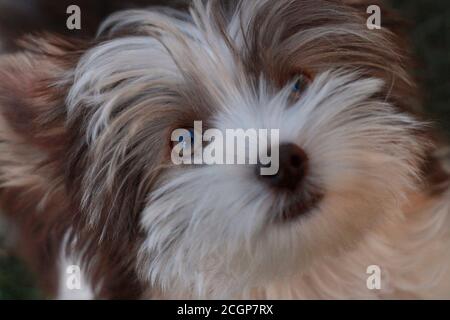 Kleine seltene weiße und braune Yorkie reinrassige Welpen genießen die Tag Stockfoto
