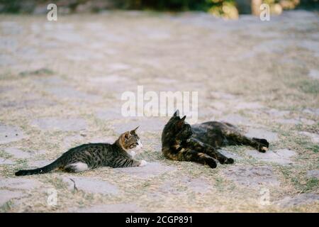 Zwei Katzen, grau mit weiß und schwarz und rot, liegen auf dem mit Gras bewachsenen Asphalt. Stockfoto