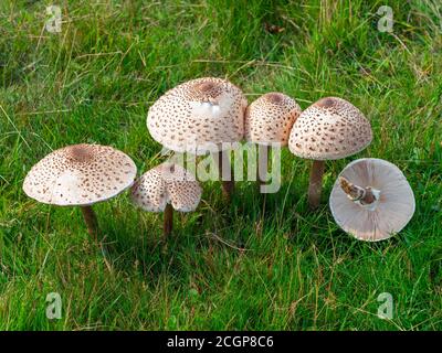 Macrolepiota procera Sonnenschirm Pilz Stockfoto