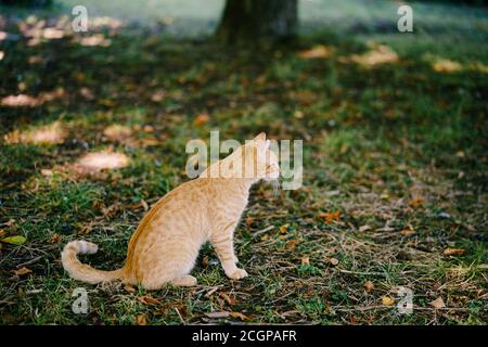 Eine Ingwerkatze sitzt auf grünem Gras in einer Lichtung bei einem Baum. Stockfoto