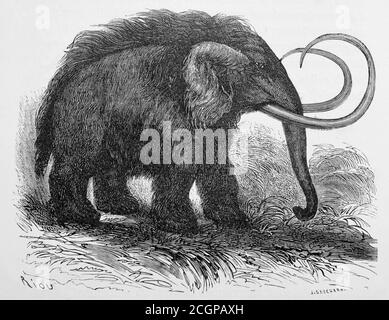 Illustration eines wolligen Mammuts (Elephas primigenius, jetzt Mammuthus primigenius), aus Louis Figuiers die Welt vor der Sintflut, 1867 von Eduard Riou Stockfoto