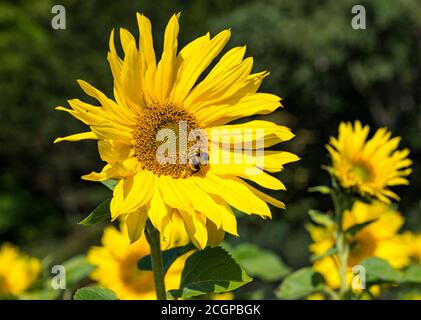 Nahaufnahme der Hummel auf Sonnenblumen, die an sonnigen Tagen im Feld wachsen, Luffness Mains Farm, East Lothian, Schottland, Großbritannien Stockfoto