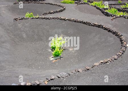 La Geria Weinberg auf schwarzem vulkanischen Boden in Lanzarote Kanarische Inseln Stockfoto