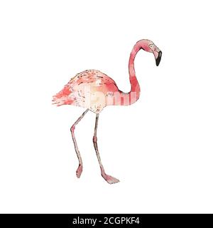 Aquarell rosa Flamingo. Tropischer Vogel auf weißem Hintergrund. Vektorgrafik Stock Vektor