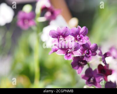 Purple Vanda Orchideen Dendrobium lindley, Orchidaceae, Dendrobium phalaenopsis schöner Strauß auf verschwommenem Naturhintergrund Stockfoto