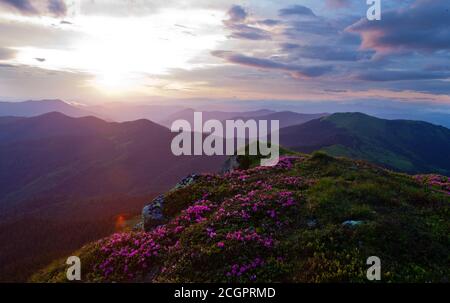 Rhododendron blüht in den Ostkarpaten. Stockfoto