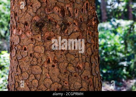 Toter Baum mit Insektenbefall durch Rindenkäfer in einem Deutscher Wald Stockfoto