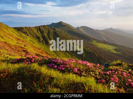 Rhododendron blüht in den Ostkarpaten. Stockfoto