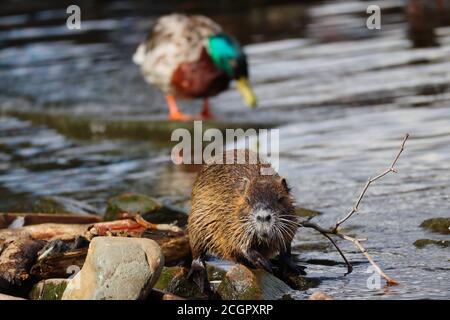 Der Coypu (Myocastor coypus), auch bekannt als Nutria, ist ein großes, pflanzenfressendes semiaquatisches Nagetier. Nutria on Stone am Flussufer der Moldau. Stockfoto