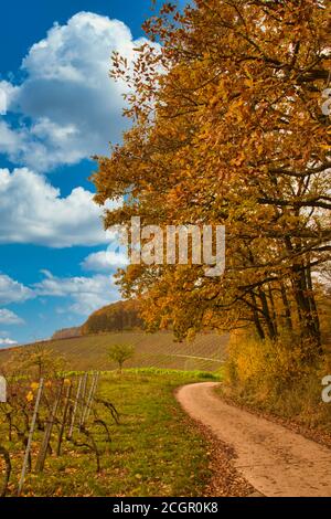 Schöne Herbstlandschaft Szene mit Herbstbäumen und Reihen von Weinberge in Deutschland Stockfoto