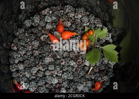 Das Stillleben der Brombeerbeeren, der Hagebutte, des Sanddorns, des Kaliums, des Weißdorns Stockfoto