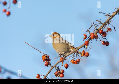 Pine Grosbeak in Quebec Kanada Stockfoto